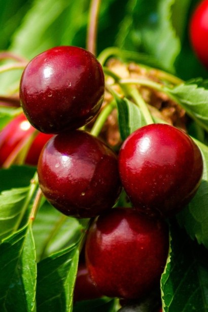 Черешня колоновидна ‘Квін Мері’|Prunus avium ‘Queen Mary’|Черешня колоновидная ‘Квин Мэри’